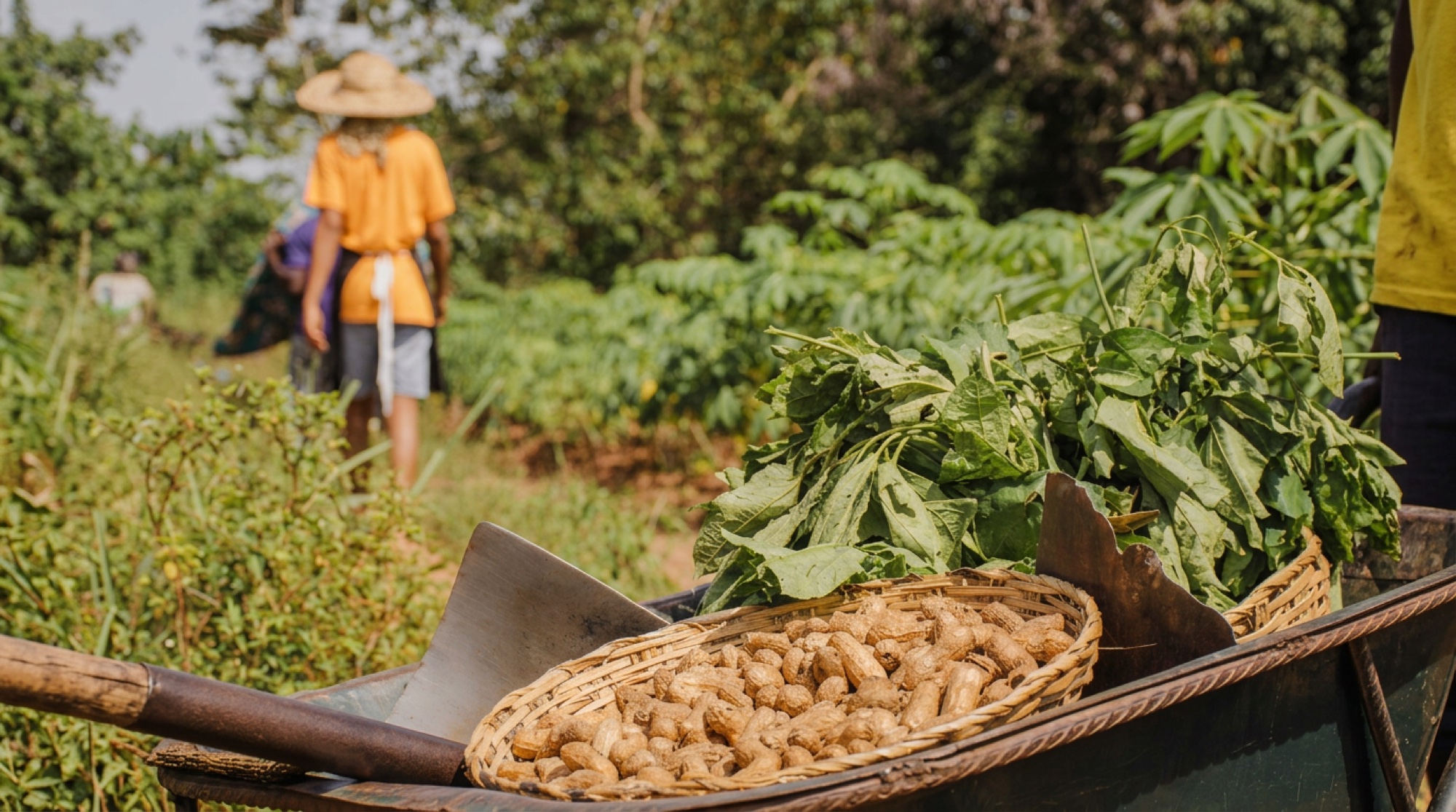 Cesta de cacahuetes recién cosechados en una carretilla en el campo